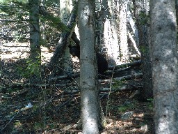 Bear at Ute Meadows